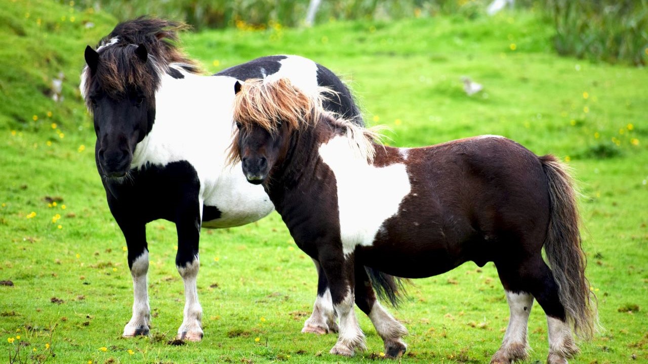 159_F1_Shetland_Inseln_pony_Tiere_Natur_Fotografie
